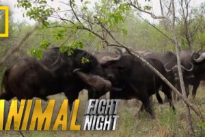 Buffalo Brawl | Animal Fight Night