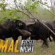 Buffalo Brawl | Animal Fight Night