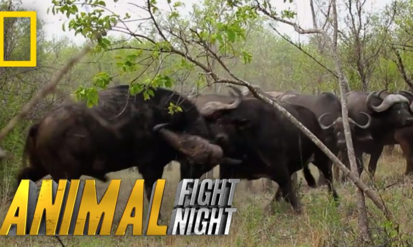 Buffalo Brawl | Animal Fight Night