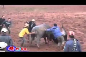 Buffalo fight in china Best animals fights  with wild 2016 animals lion tiger bear attack