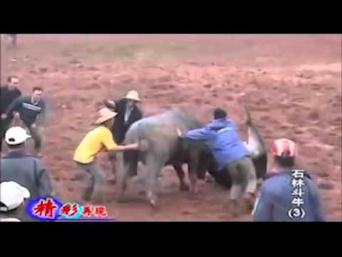 Buffalo fight in china Best animals fights  with wild 2016 animals lion tiger bear attack