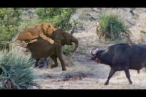 Buffaloes Rescue Baby Elephant from Lions