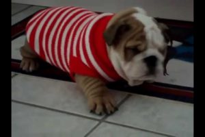 Bulldog Puppies are the cutest Puppies ever! Funny Dog Vine Compilation