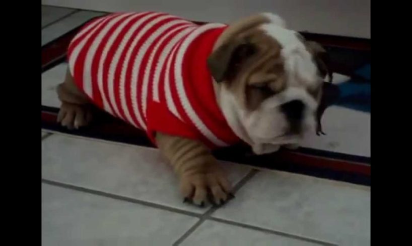 Bulldog Puppies are the cutest Puppies ever! Funny Dog Vine Compilation