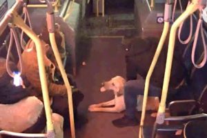 Bus driver rescues dog taken by stranger