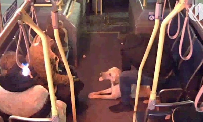 Bus driver rescues dog taken by stranger