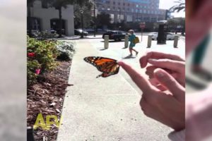 Butterfly Rescue Goes Horribly Wrong