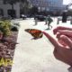 Butterfly Rescue Goes Horribly Wrong