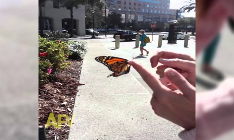 Butterfly Rescue Goes Horribly Wrong