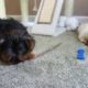 CAT AND DOG SHARING A BONE TOY | Animals Playing