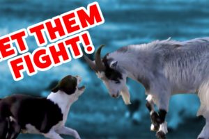 CATS VS. GOATS & MORE Epic Animal Fight Videos of 2016 Weekly Compilation | Funny Pet VIdeos