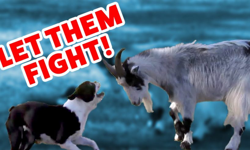 CATS VS. GOATS & MORE Epic Animal Fight Videos of 2016 Weekly Compilation | Funny Pet VIdeos