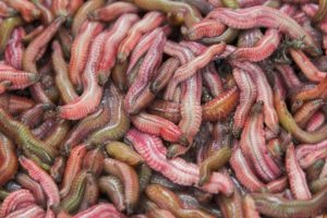 COOKING 1000 WORMS into a Pancake - WILD Vietnamese Street Food! (Chả Rươi)