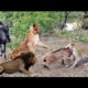 CRAZIEST Animal Fights Caught On Camera TOP Fight 2018