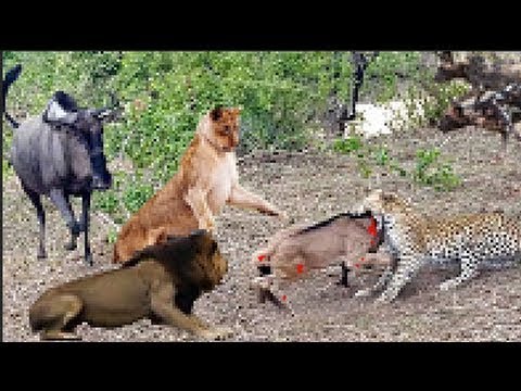 CRAZIEST Animal Fights Caught On Camera TOP Fight 2018