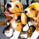 CUTE BEAGLE PUPPIES COMPILATION : Growing up from 1 to 8 Weeks Old