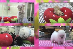 CUTEST PUPPIES AND KITTENS EVER/KOREA PET SHOP