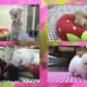 CUTEST PUPPIES AND KITTENS EVER/KOREA PET SHOP