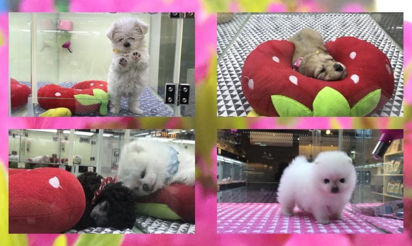 CUTEST PUPPIES AND KITTENS EVER/KOREA PET SHOP