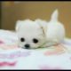 CUTEST PUPPIES IN THE WORLD | You must watch this !!