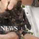 Cats rescued from NC floodwaters l Hurricane Florence animal rescue