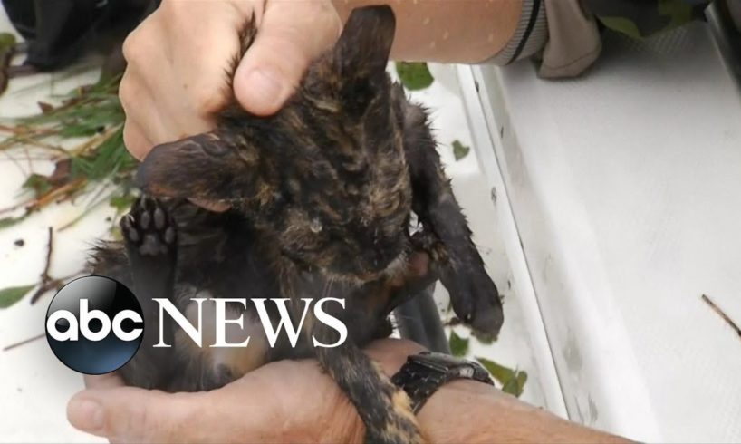 Cats rescued from NC floodwaters l Hurricane Florence animal rescue