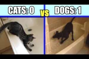 Cats vs. Dogs: Which animal is the funniest - Funny Comparison / Compilation PART 1