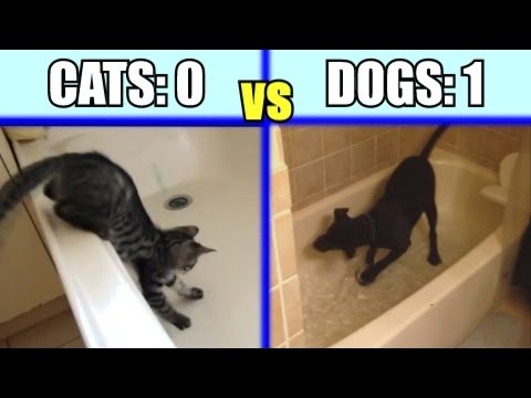 Cats vs. Dogs: Which animal is the funniest - Funny Comparison / Compilation PART 1