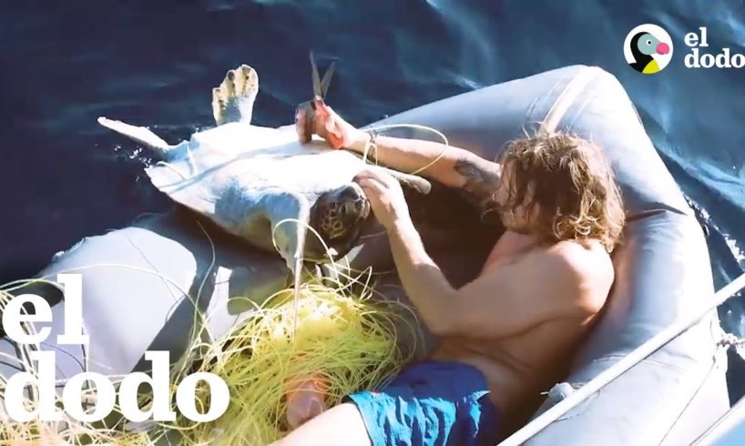 Chico salta de su bote para salvar tortugas marinas | El Dodo