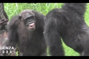 Chimpanzee Fight:Animal Fight