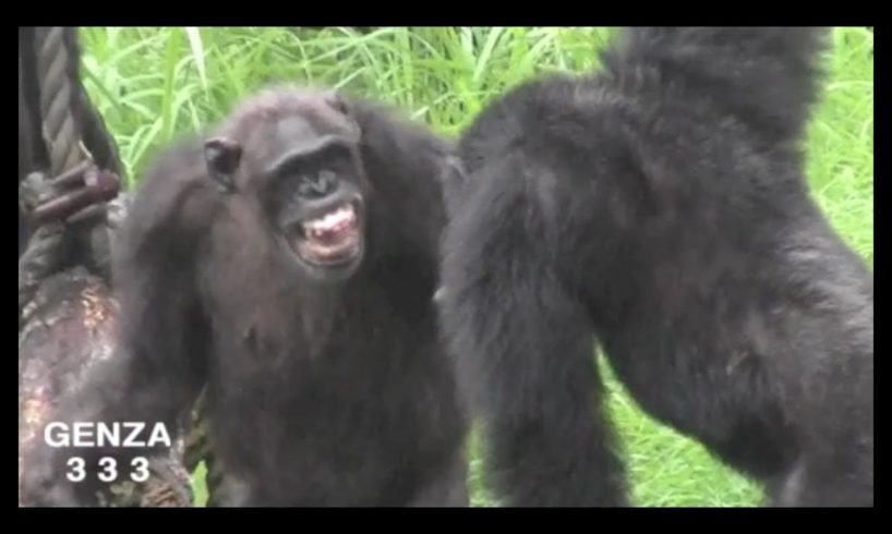 Chimpanzee Fight:Animal Fight