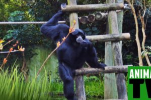 Chimpanzé Brinca no Zoológico | Chimpanzee Playing in Zoo | Zoo animals videos for kids - Animais TV