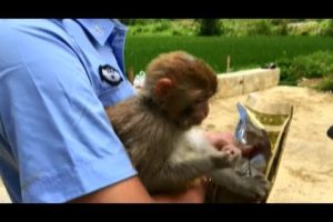 China Wild Animal Rescue