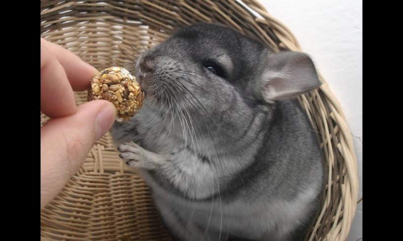 Chinchilla funny videos. Chinchilla playing fun. Animals compilation.