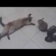 Chinchilla playing with cat and dog. Funny animals video 2017.
