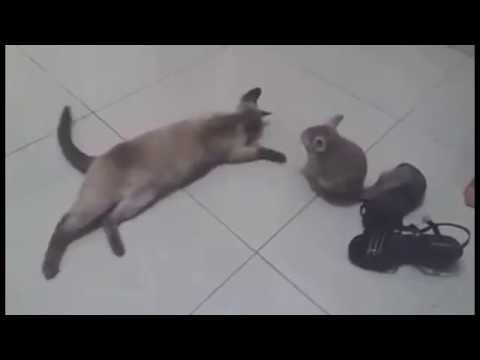 Chinchilla playing with cat and dog. Funny animals video 2017.