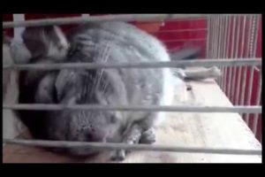 Chinchilla tube. Pet chinchilla playing. Funny animals.