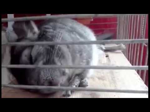 Chinchilla tube. Pet chinchilla playing. Funny animals.