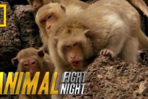 Clash of Macaque Monkey Clans | Animal Fight Night