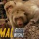 Clash of Macaque Monkey Clans | Animal Fight Night