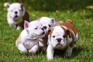 Compilation of the Cutest Puppies in the World!! (HD)