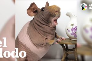 Conejillo de indias sin pelo es toda una modelo | El Dodo