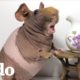 Conejillo de indias sin pelo es toda una modelo | El Dodo