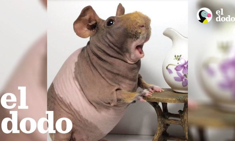 Conejillo de indias sin pelo es toda una modelo | El Dodo