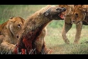 Craziest animal attacks - Lions, leopard, huenas, python - Animal fights