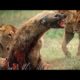Craziest animal attacks - Lions, leopard, huenas, python - Animal fights