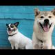 Cute And Funny Dogs And Puppies - Cutest Dogs In The World 2019 | Cute Dogs And Cats