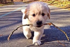 Cute And Funny Puppies Videos - Cute Puppies Doing Funny Things - Puppies TV