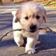 Cute And Funny Puppies Videos - Cute Puppies Doing Funny Things - Puppies TV