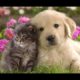 Cute Animals Are Friends - Animal Friendships Compilation 2015 [NEW HD VIDEO]